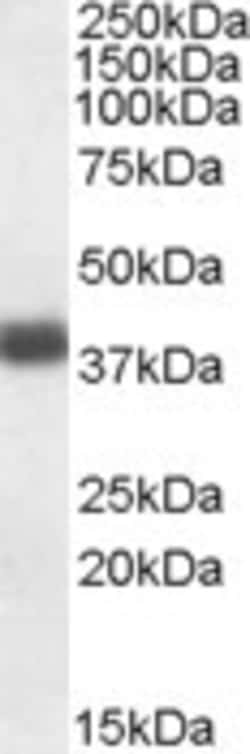 Invitrogen Apolipoprotein L2 Polyclonal Antibody 100 &mu;g; Unconjugated:Antibodies,