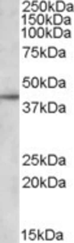 Invitrogen Apolipoprotein L3 Polyclonal Antibody 100 &mu;g; Unconjugated:Antibodies,