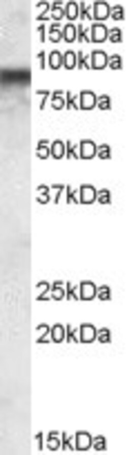 Invitrogen COG7 Polyclonal Antibody 100 &mu;g; Unconjugated:Antibodies,