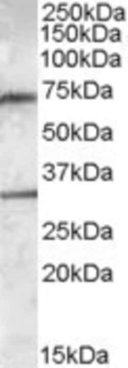 Invitrogen LIPG Polyclonal Antibody 100 &mu;g; Unconjugated:Antibodies,
