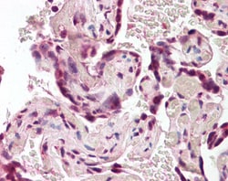 Invitrogen BAG4 Polyclonal Antibody 100 &mu;g; Unconjugated:Antibodies,