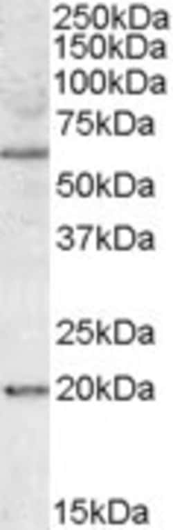 Invitrogen BAG4 Polyclonal Antibody 100 &mu;g; Unconjugated:Antibodies,