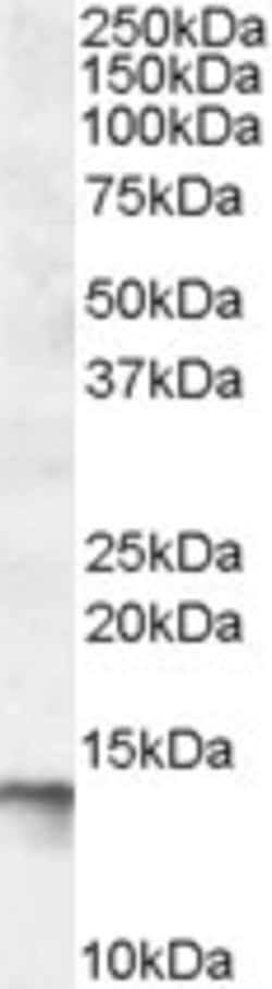 Invitrogen C1D Polyclonal Antibody 100 &mu;g; Unconjugated:Antibodies,