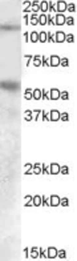 Invitrogen Palladin Polyclonal Antibody 100 &mu;g; Unconjugated:Antikörper
