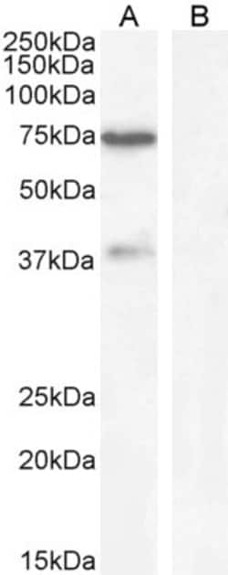 Invitrogen WIZ Polyclonal Antibody 100 &mu;g; Unconjugated:Antibodies,