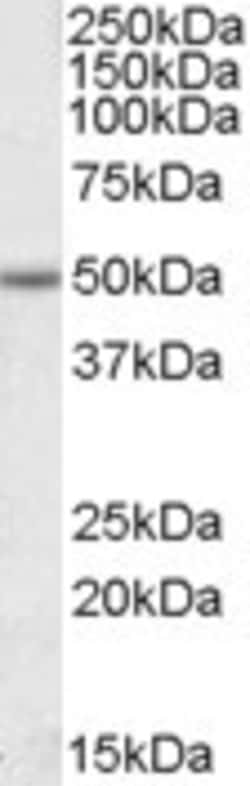 Invitrogen EVL Polyclonal Antibody 100 &mu;g; Unconjugated:Antibodies,