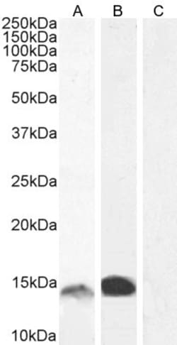 Invitrogen S100A9 Polyclonal Antibody 100 &mu;g; Unconjugated:Antibodies