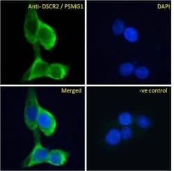 Invitrogen PSMG1 Polyclonal Antibody 100 &mu;g; Unconjugated:Antibodies,