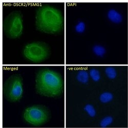 Invitrogen PSMG1 Polyclonal Antibody 100 &mu;g; Unconjugated:Antibodies,