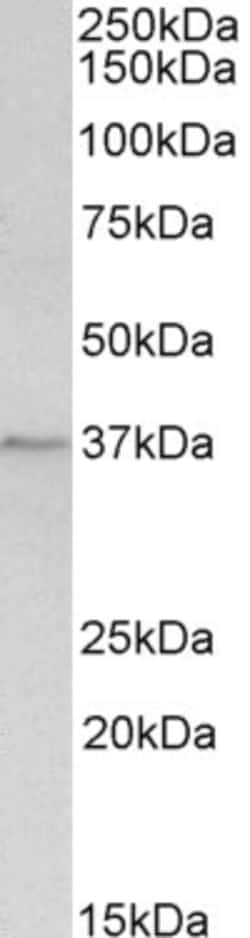 Invitrogen Annexin A1 Polyclonal Antibody 100 &mu;g; Unconjugated:Antibodies,
