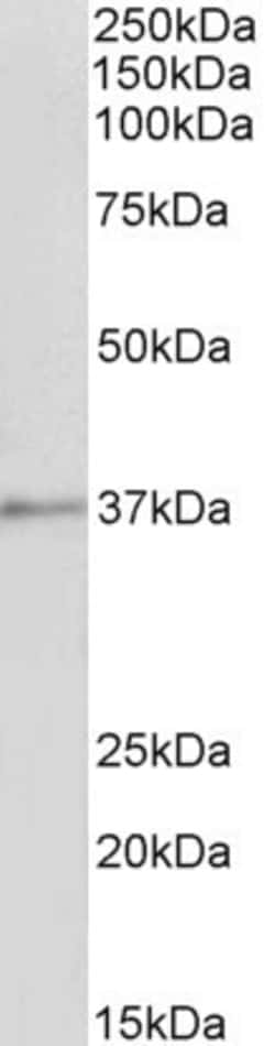 Invitrogen Annexin A1 Polyclonal Antibody 100 &mu;g; Unconjugated:Antibodies,