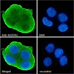 Invitrogen SLC47A1 Polyclonal Antibody 100 &mu;g; Unconjugated:Antibodies,