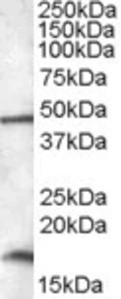 Invitrogen RBM3 Polyclonal Antibody 100 &mu;g; Unconjugated:Antibodies,