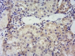 Invitrogen TSPO Polyclonal Antibody 100 &mu;g; Unconjugated:Antibodies,