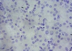 Invitrogen TSPO Polyclonal Antibody 100 &mu;g; Unconjugated:Antibodies,