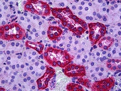 Invitrogen TSPO Polyclonal Antibody 100 &mu;g; Unconjugated:Antibodies,