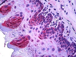 Invitrogen TSPO Polyclonal Antibody 100 &mu;g; Unconjugated:Antibodies,