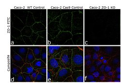 Invitrogen ZO-1 Polyclonal Antibody 100 μg; Unconjugated:Antibodies,