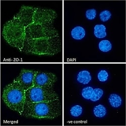 Invitrogen ZO-1 Polyclonal Antibody 100 μg; Unconjugated:Antibodies,