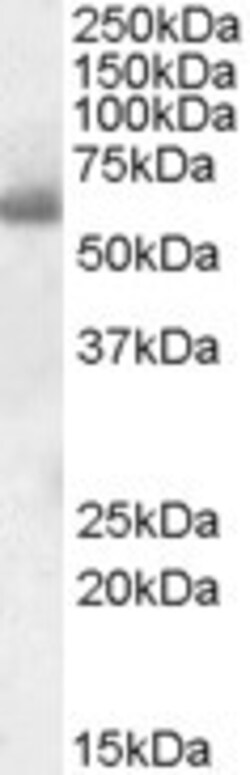 Invitrogen SH2D3A Polyclonal Antibody 100 &mu;g; Unconjugated:Antibodies,