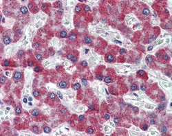 Invitrogen PAR1 Polyclonal Antibody 100 &mu;g; Unconjugated:Antibodies,