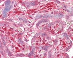 Invitrogen DLX5 Polyclonal Antibody 100 &mu;g; Unconjugated:Antibodies,