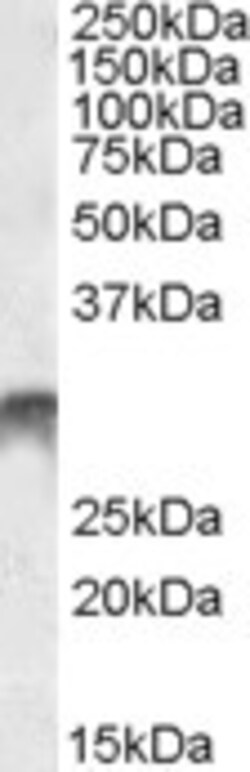 Invitrogen DLX5 Polyclonal Antibody 100 &mu;g; Unconjugated:Antibodies,