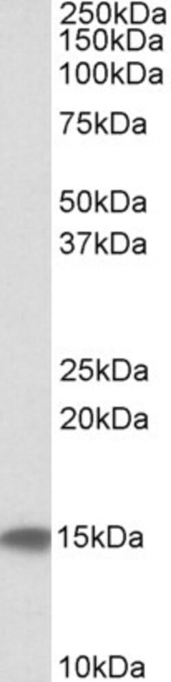 Invitrogen Cystatin C Polyclonal Antibody 100 &mu;g; Unconjugated:Antibodies,
