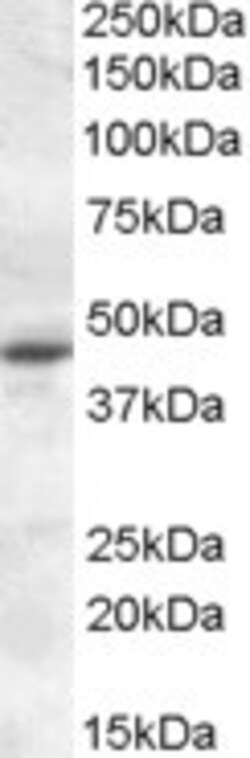 Invitrogen MTNR1A Polyclonal Antibody 100 μg; Unconjugated:Antibodies,