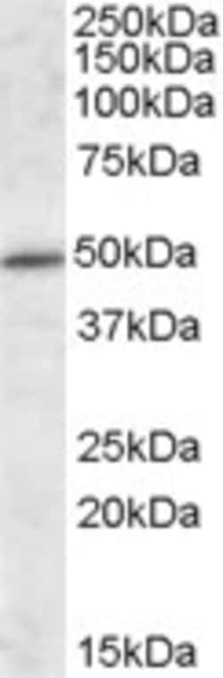 Invitrogen HIPPI Polyclonal Antibody 100 &mu;g; Unconjugated:Antibodies,