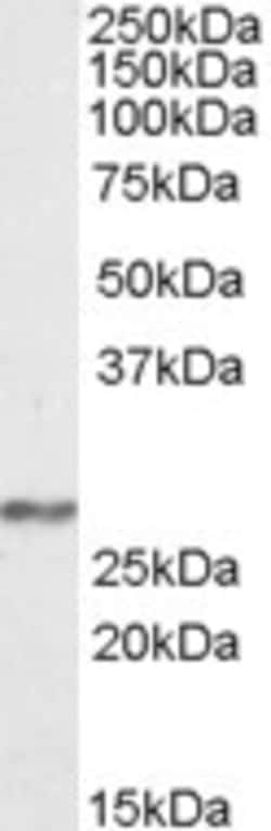 Invitrogen NDUFS3 Polyclonal Antibody 100 &mu;g; Unconjugated:Antibodies,