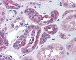 Invitrogen CENTG1 Polyclonal Antibody 100 &mu;g; Unconjugated:Antibodies,
