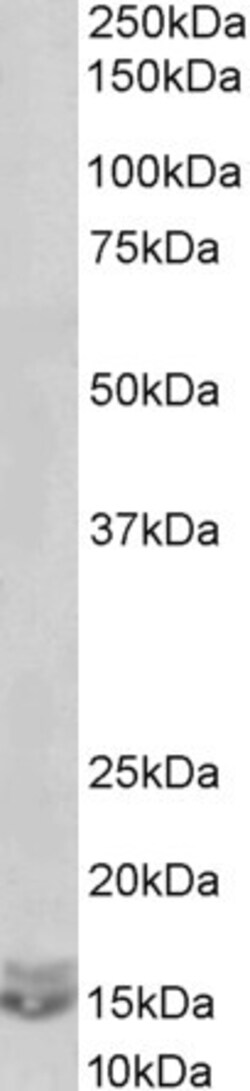 CXCL2 Polyclonal Antibody, Invitrogen 100 &mu;g; Unconjugated:Antibodies,