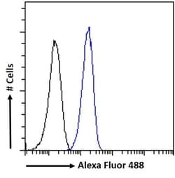 Invitrogen CaMKII alpha Polyclonal Antibody 100 &mu;g; Unconjugated:Antibodies,