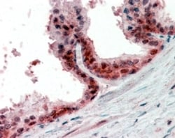Invitrogen PPP4C Polyclonal Antibody 100 &mu;g; Unconjugated:Antibodies,