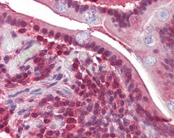 Invitrogen PPP4C Polyclonal Antibody 100 &mu;g; Unconjugated:Antibodies,