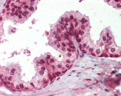 Invitrogen PPP4C Polyclonal Antibody 100 &mu;g; Unconjugated:Antibodies,