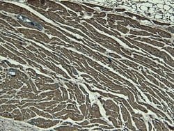 Invitrogen Nkx2.5 Polyclonal Antibody 100 &mu;g; Unconjugated:Antibodies,