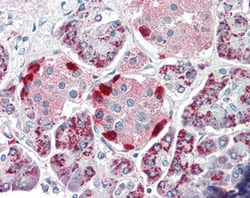 Invitrogen PEBP4 Polyclonal Antibody 100 &mu;g; Unconjugated:Antibodies,