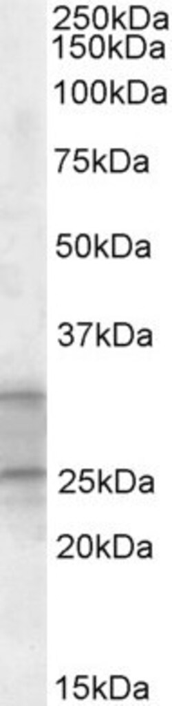 Invitrogen PEBP4 Polyclonal Antibody 100 &mu;g; Unconjugated:Antibodies,
