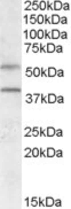 Invitrogen GPR81 Polyclonal Antibody 100 &mu;g; Unconjugated:Antibodies,