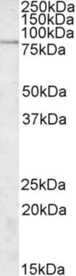 Invitrogen SGSM3 Polyclonal Antibody 100 &mu;g; Unconjugated:Antibodies,