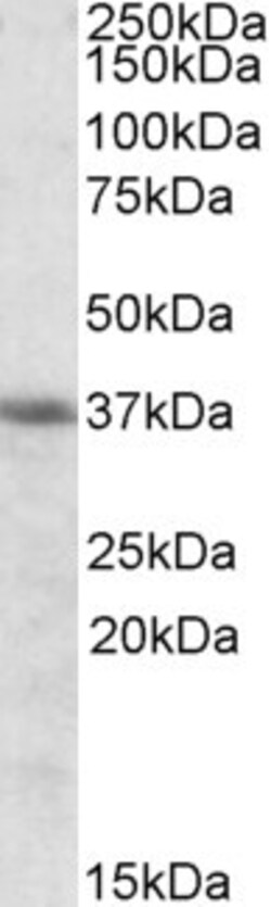 Invitrogen Heme oxygenase 2 Polyclonal Antibody 100 &mu;g; Unconjugated:Antibodies,