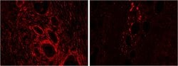 Invitrogen Heme oxygenase 2 Polyclonal Antibody 100 &mu;g; Unconjugated:Antibodies,