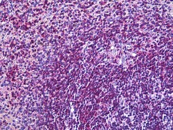 Invitrogen CD11a Polyclonal Antibody 100 &mu;g; Unconjugated:Antibodies,