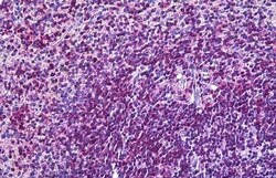 Invitrogen CD11a Polyclonal Antibody 100 &mu;g; Unconjugated:Antibodies,
