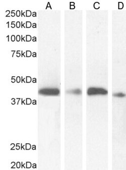 Invitrogen NUDC Polyclonal Antibody 100 &mu;g; Unconjugated:Antibodies,