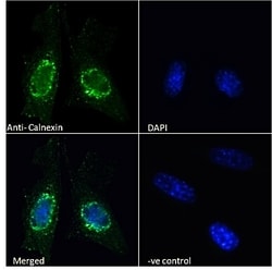 Invitrogen Calnexin Polyclonal Antibody 100 &mu;g; Unconjugated:Antibodies,