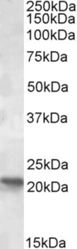 Invitrogen POLR2G Polyclonal Antibody 100 &mu;g; Unconjugated:Antibodies,