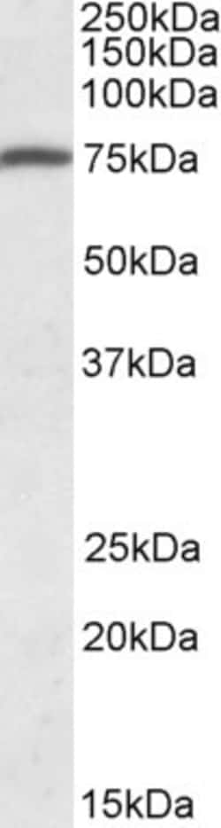 Invitrogen Kindlin 3 Polyclonal Antibody 100 &mu;g; Unconjugated:Antibodies,